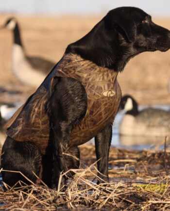 Neopren Hundevest
