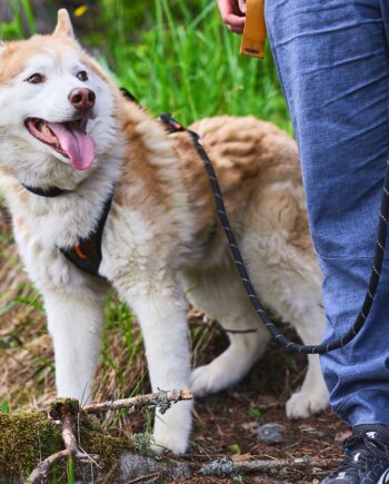 Non-stop Rock Adjustable Leash
