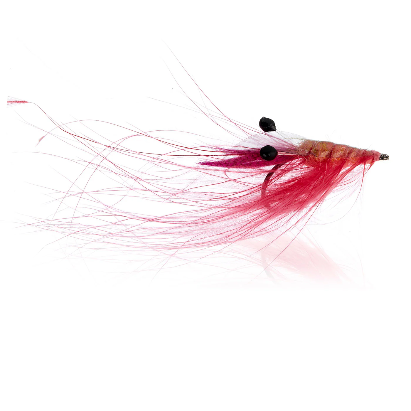 Crangon Shrimp Shrimp Pink  Kystflue