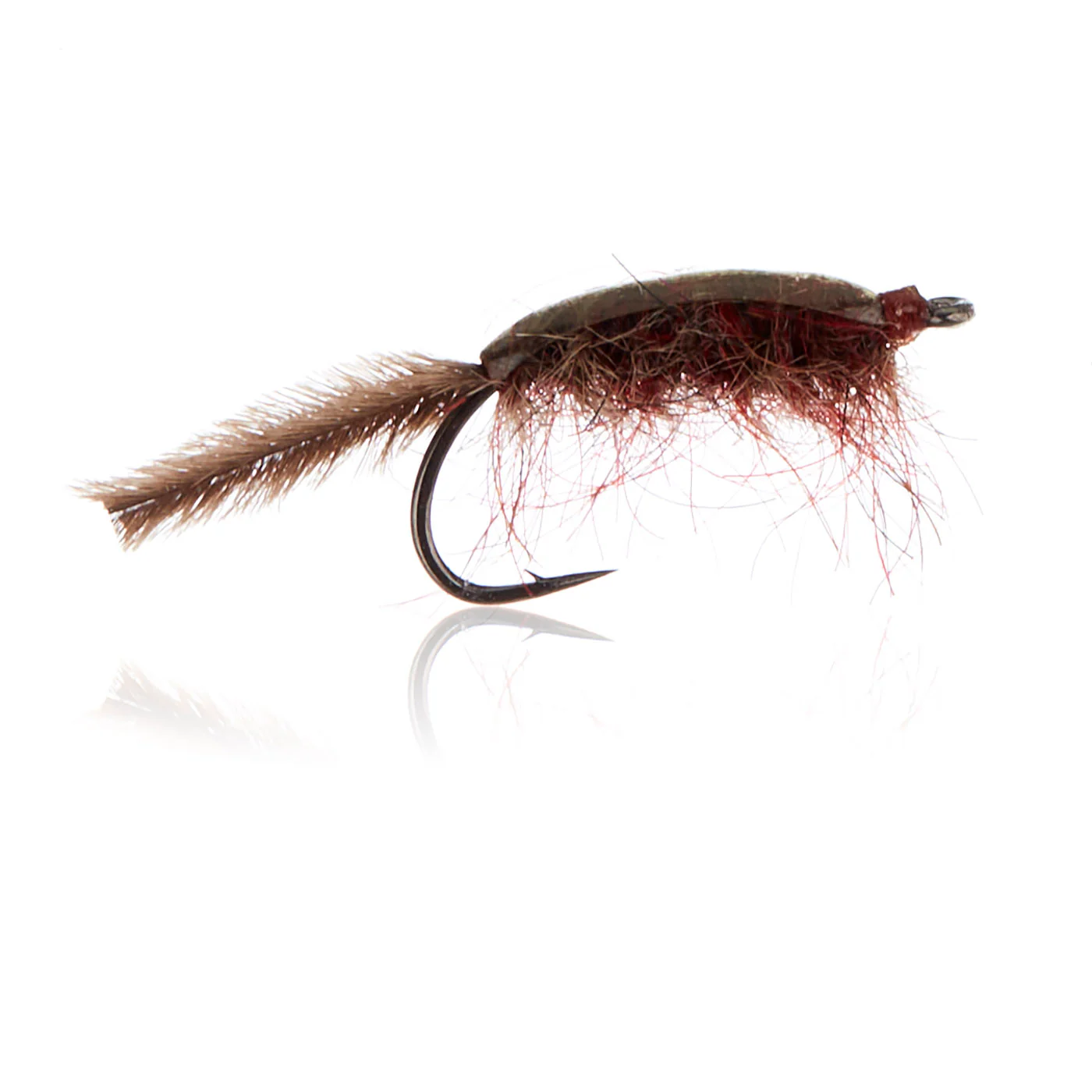 Gammariden Brown  Kystflue