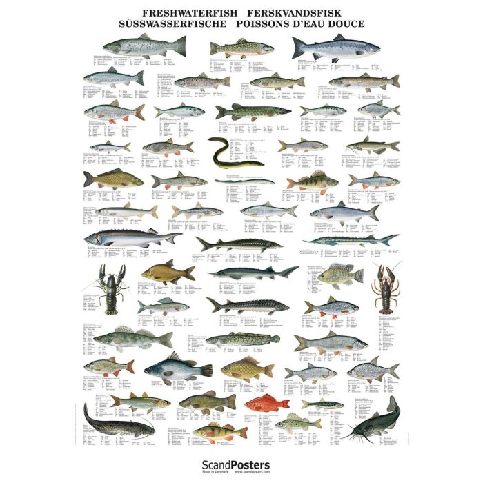 Plakat Ferskvandsfisk Med Stiver