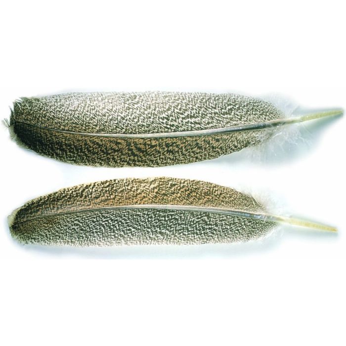 Veniard Turkey Oak Mottled Wing Quills Natural